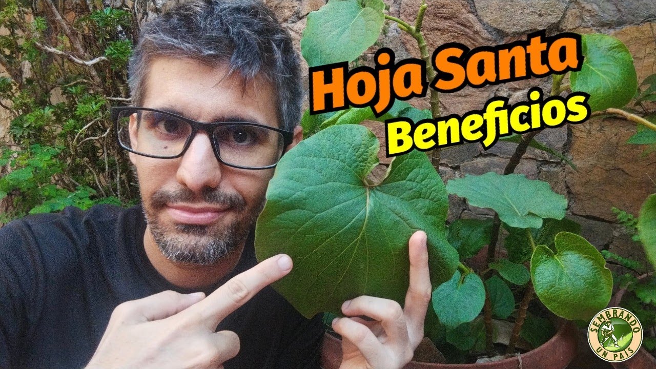 ¿Qué es la Hoja Santa y Cuáles son sus Beneficios?