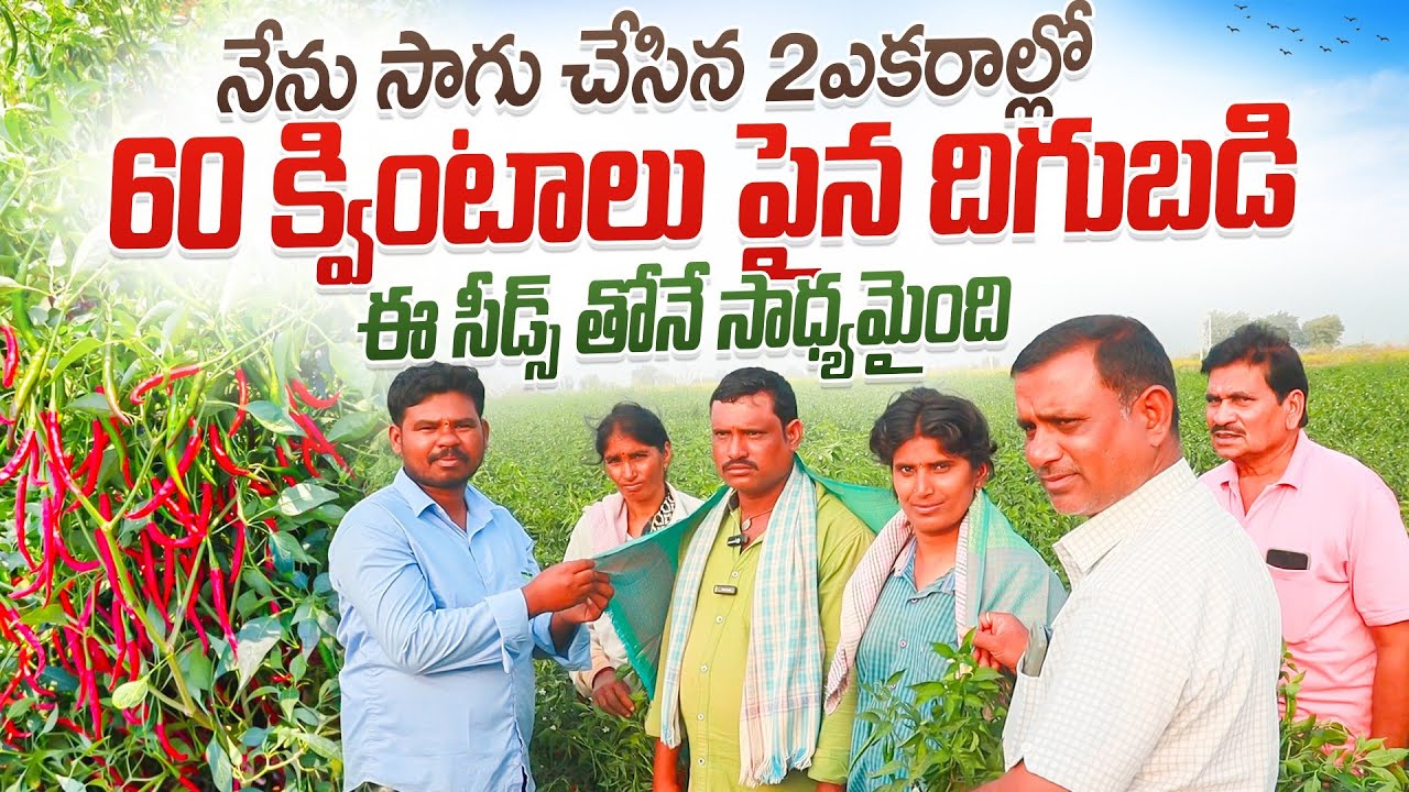 2ఎకరాల్లో 60 క్వింటాలు దిగుబడి వచ్చే తోట|ఈ seeds బాగుంది|రైతు సాగు అనుభవం|ఈవీడియోలో