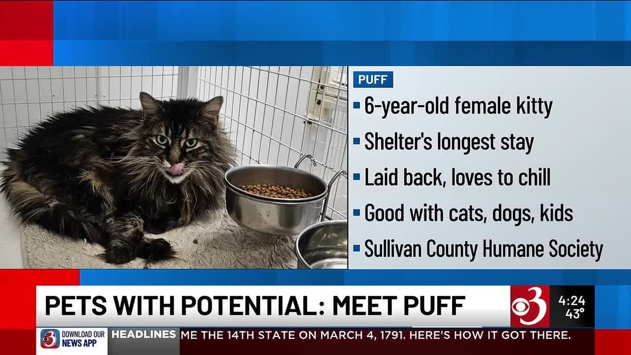 Pets with Potential: Meet Arbor, Taran, Sweetheart, Luvbug, and Puff