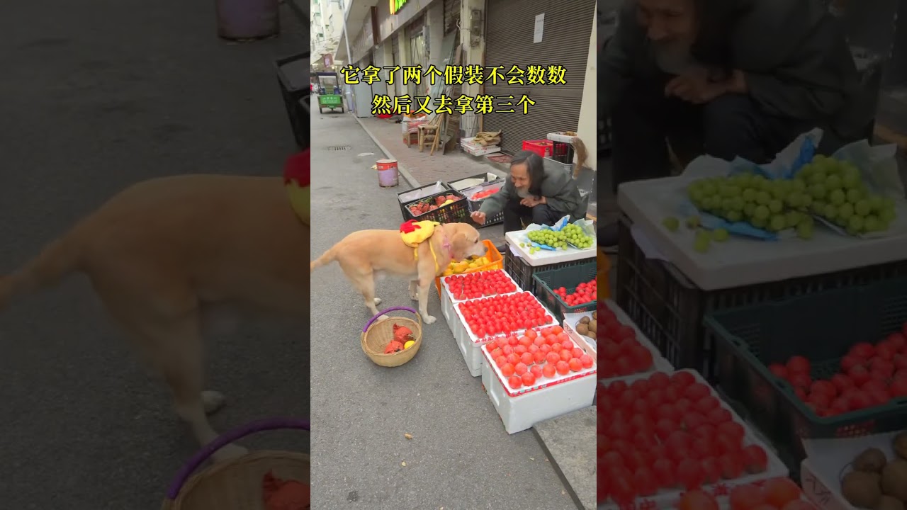 Forced by Life, a Dog's Entrepreneurial Journey: Fruit Stand Success
