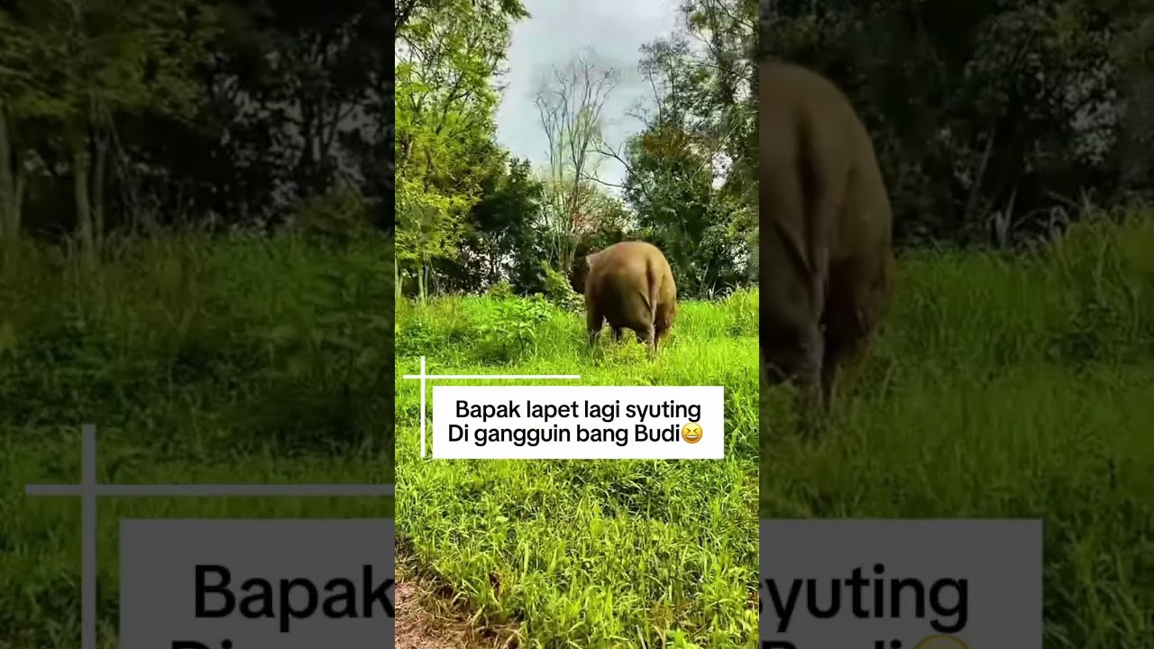 Pak lapet lagi syuting di ganggu bang budi😆 #shortsviral