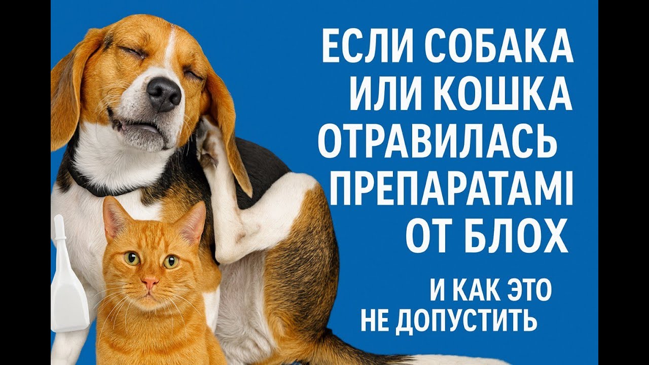 Что делать если собака или кошка отравилась препаратами от блохи и как этого не допускать