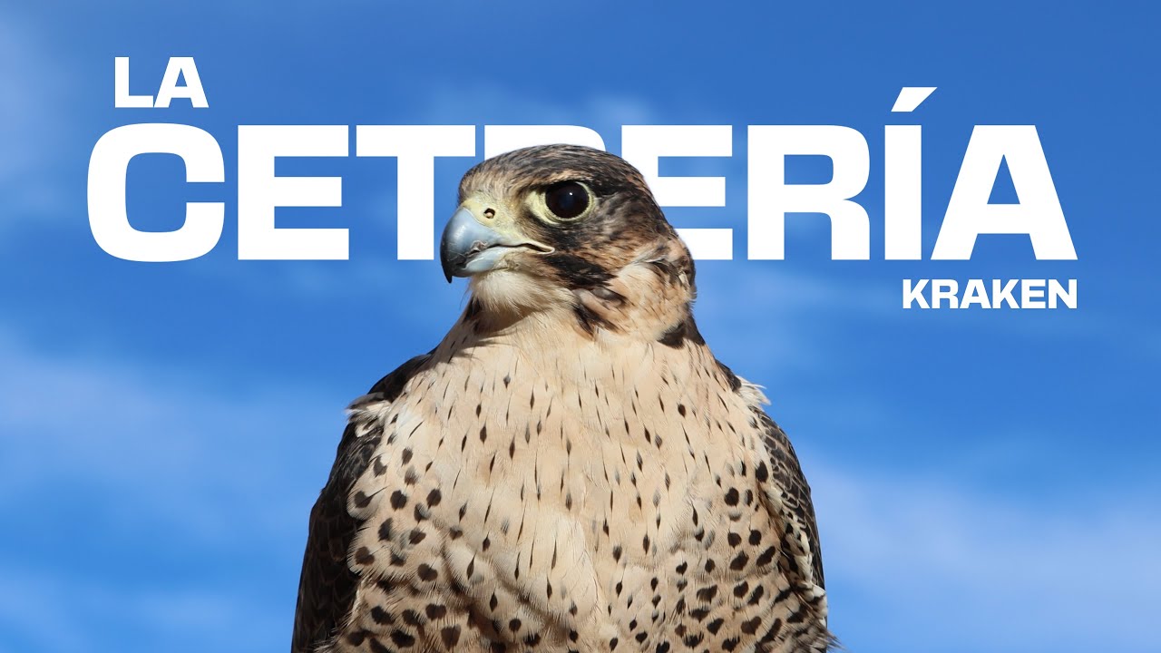 CAZANDO CON AGUILAS | LA CETRERÍA COMO SOLUCION MEDIOAMBIENTAL