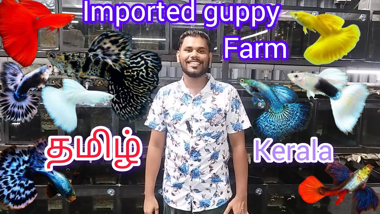 Imported guppy farm /KK GUPPY FARM#guppy #import