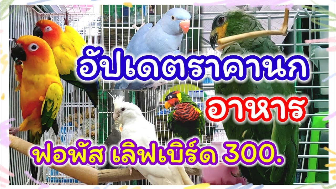 อัปเดตราคานก นกเชื่อง นกโต อาหารนก  จตุจักร มีนบุรี ร้านวีณานกสวยงาม จัดส่งได้ทุกจังหวัด