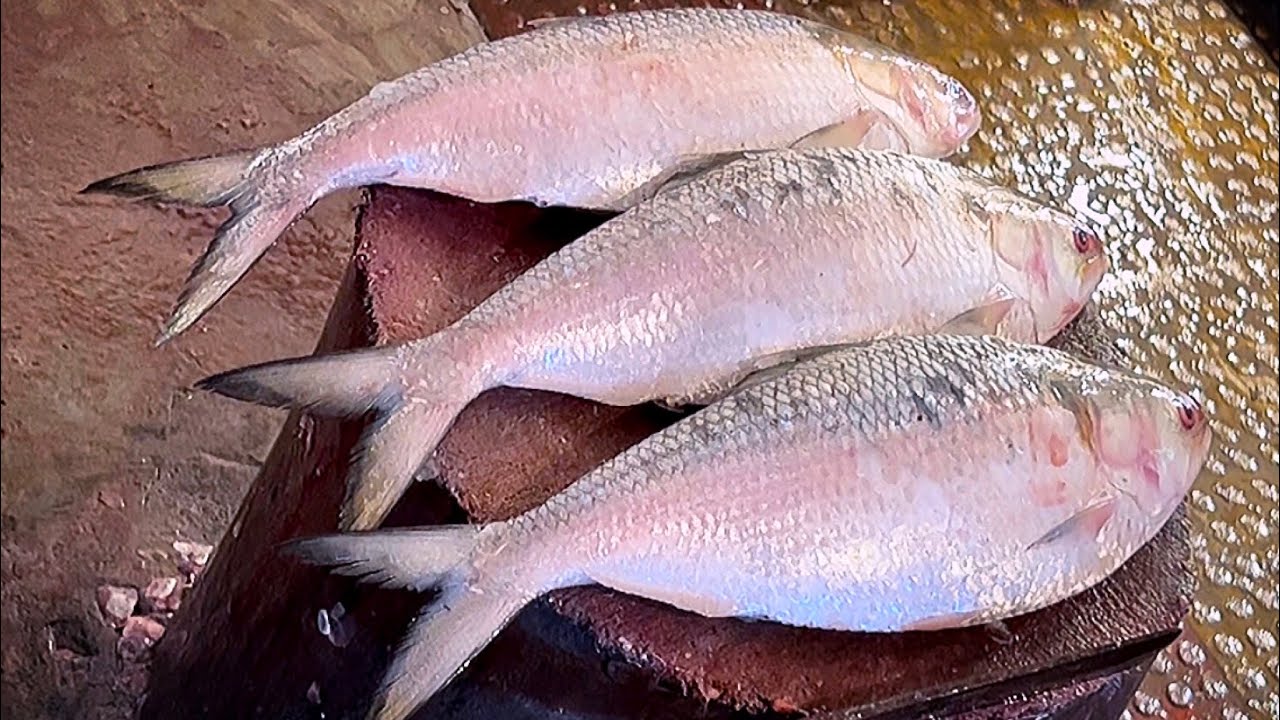 Big Hilsa Fish Cutting Skill Live In Bangladesh | Amazing Cutting Skills