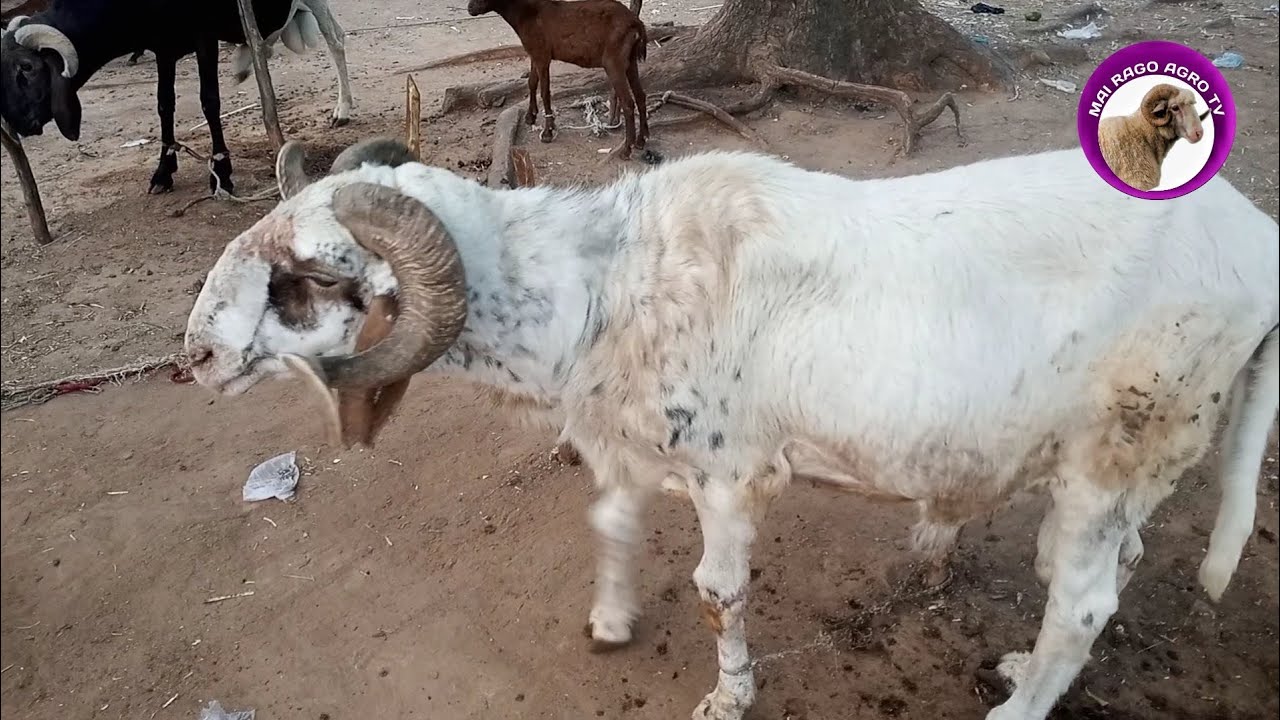 top 10 largest ram in northern Nigeria #rams #cows #better #subscribe #goat