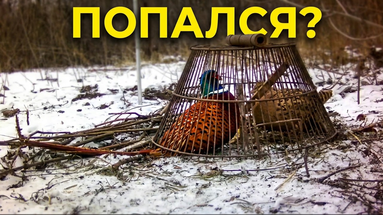 КАК ПОЙМАТЬ ФАЗАНА(HOW TO CATCH A PAIR OF PHEASANTS)???