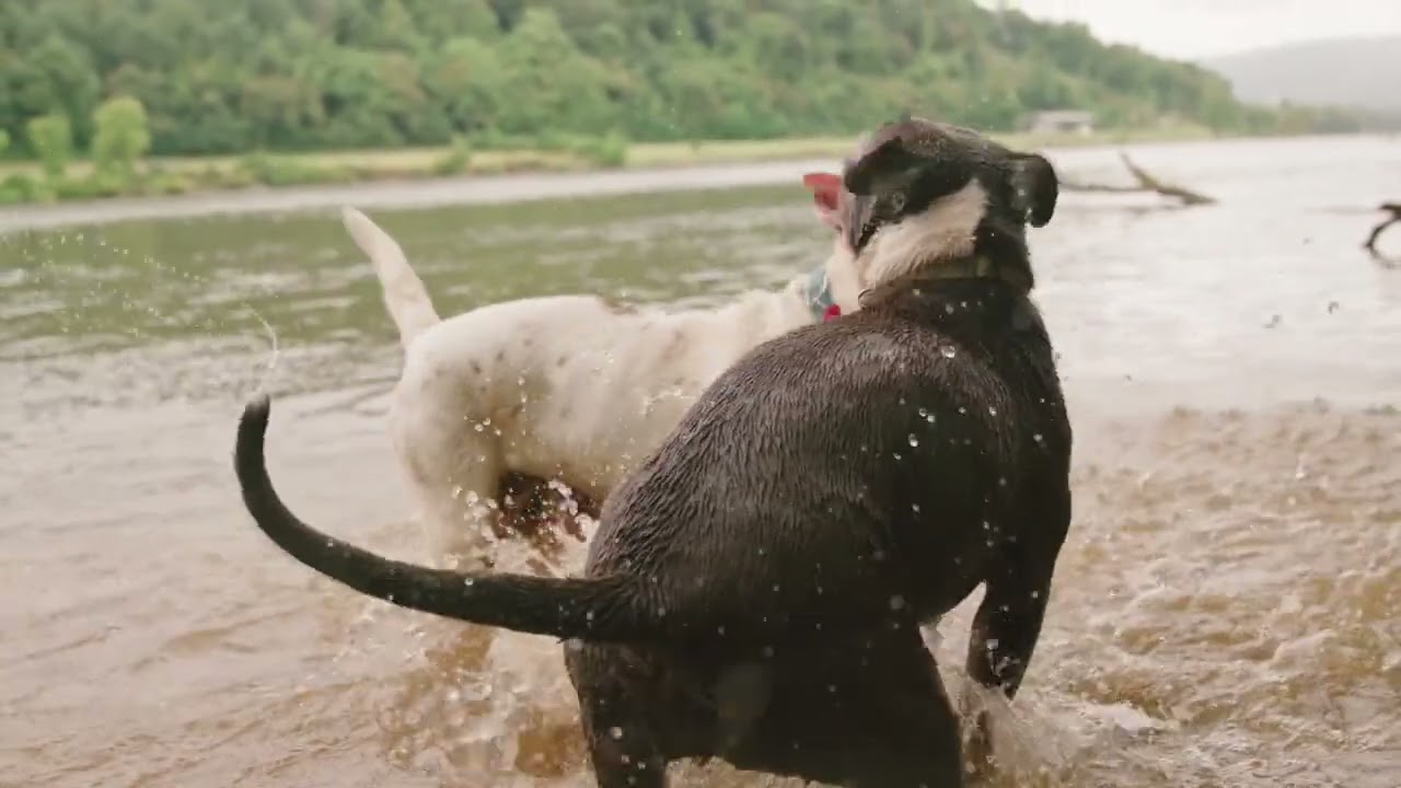 Cani aggressivi, riflessioni su un fenomeno in crescita - Canale 10