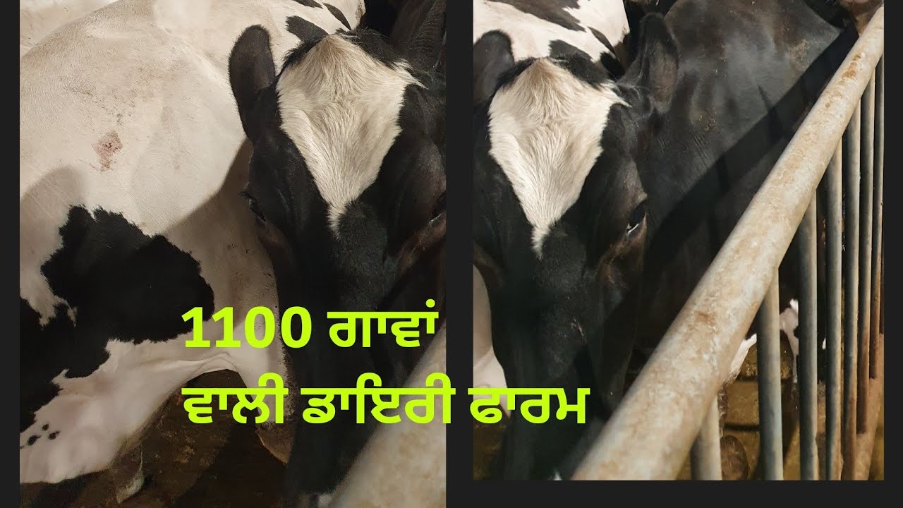 Spain Dairy Farm Full Explain ਸਪੈਨ ਦੇ ਕੰਮ Vlog No.# 1
