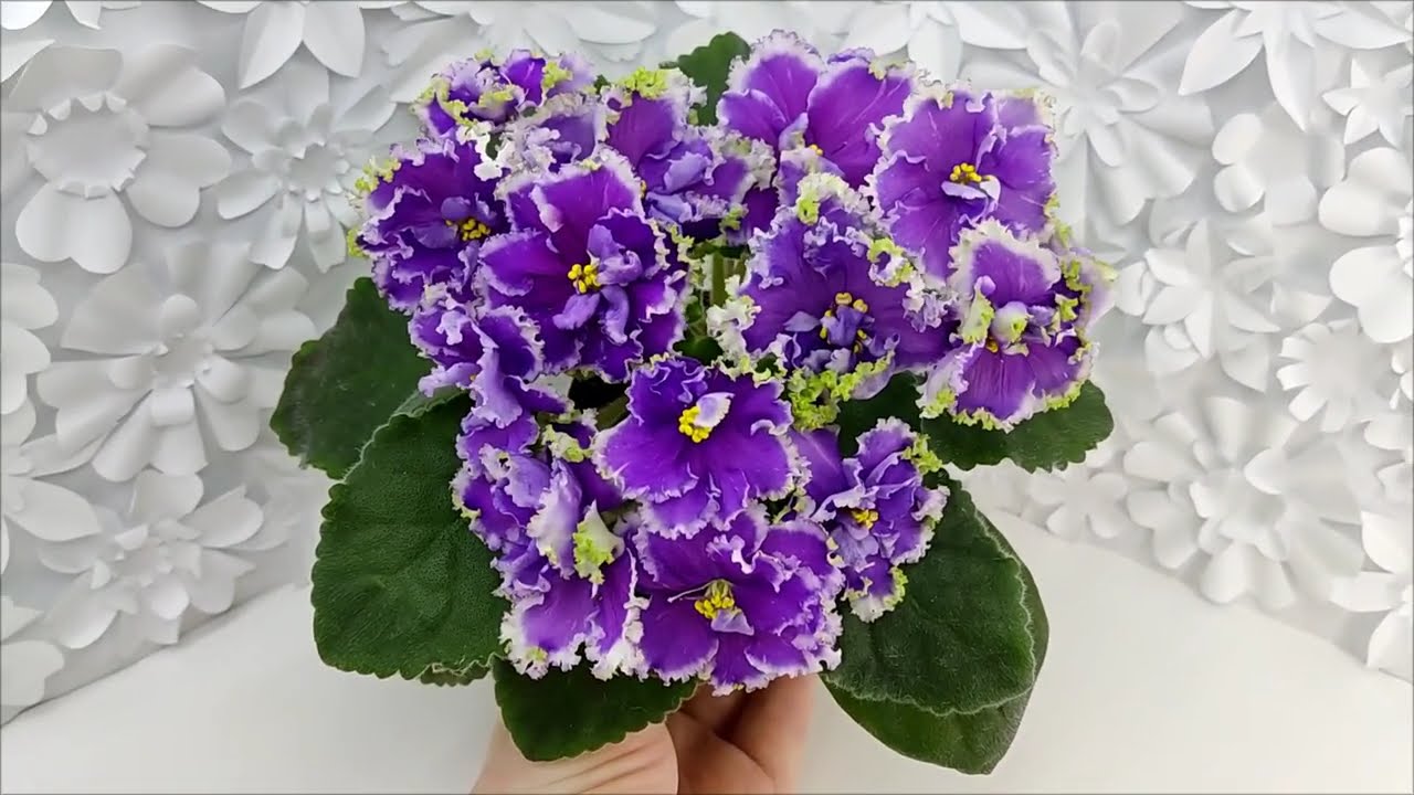 Фиалка НД-Цветок Сирени #flowers #цветы #ялта #крым #цветыдлядома