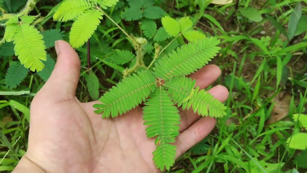 Cây Xấu Hổ - Cây Hoa Trinh Nữ