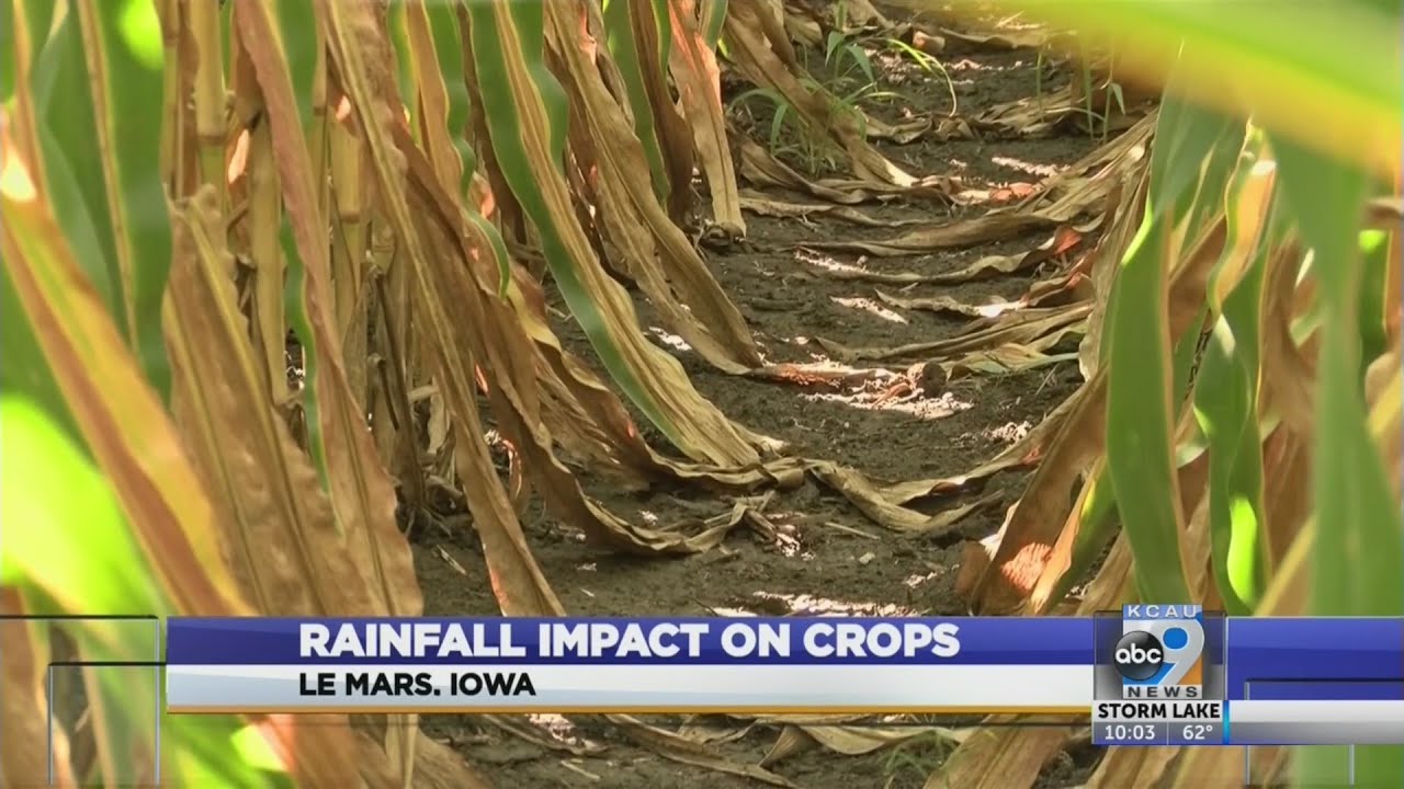 Rainfall impact on crops