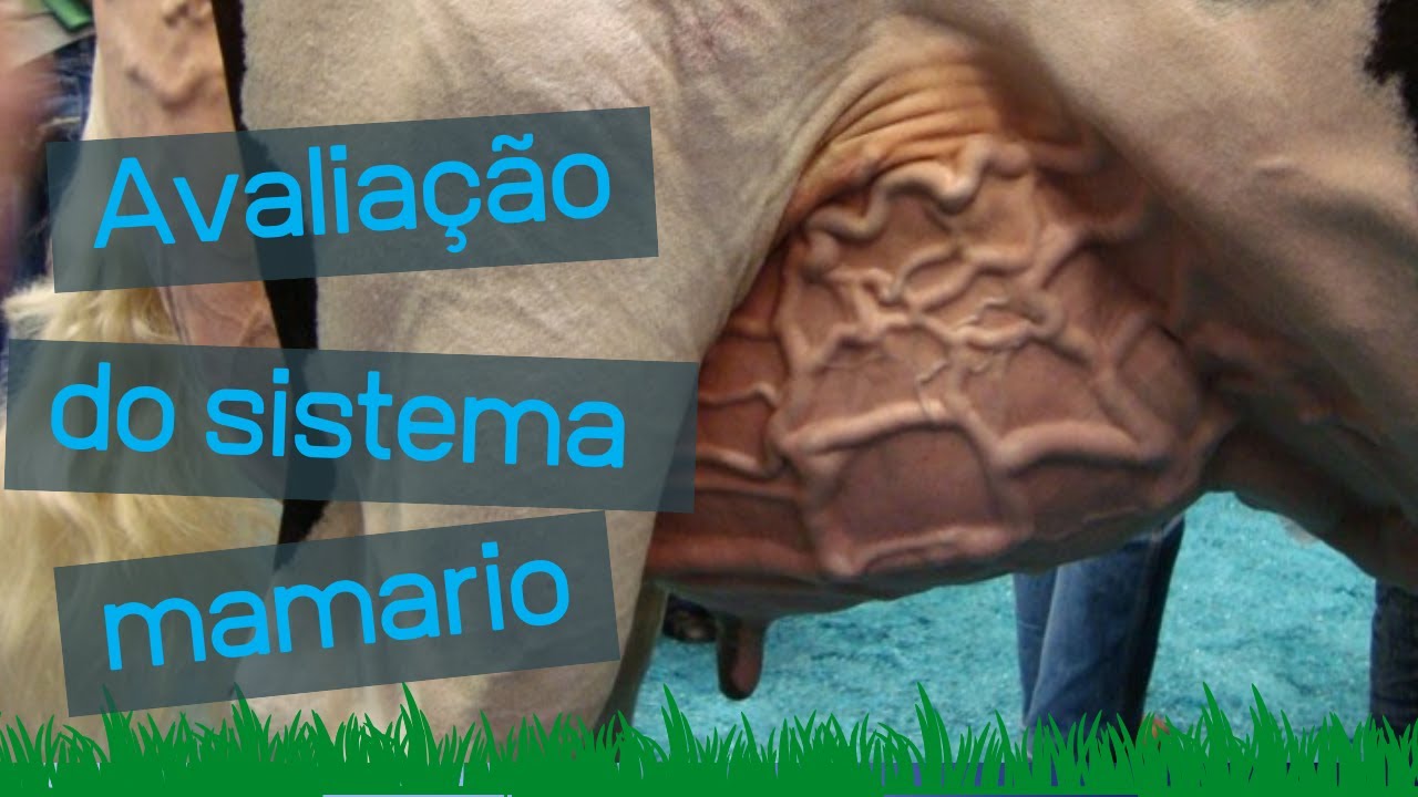 Guia de avaliação de sistema mamário - Girolando