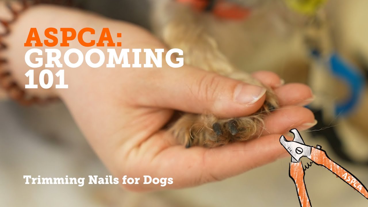 ASPCA Grooming 101 - Trimming Nails for Dogs