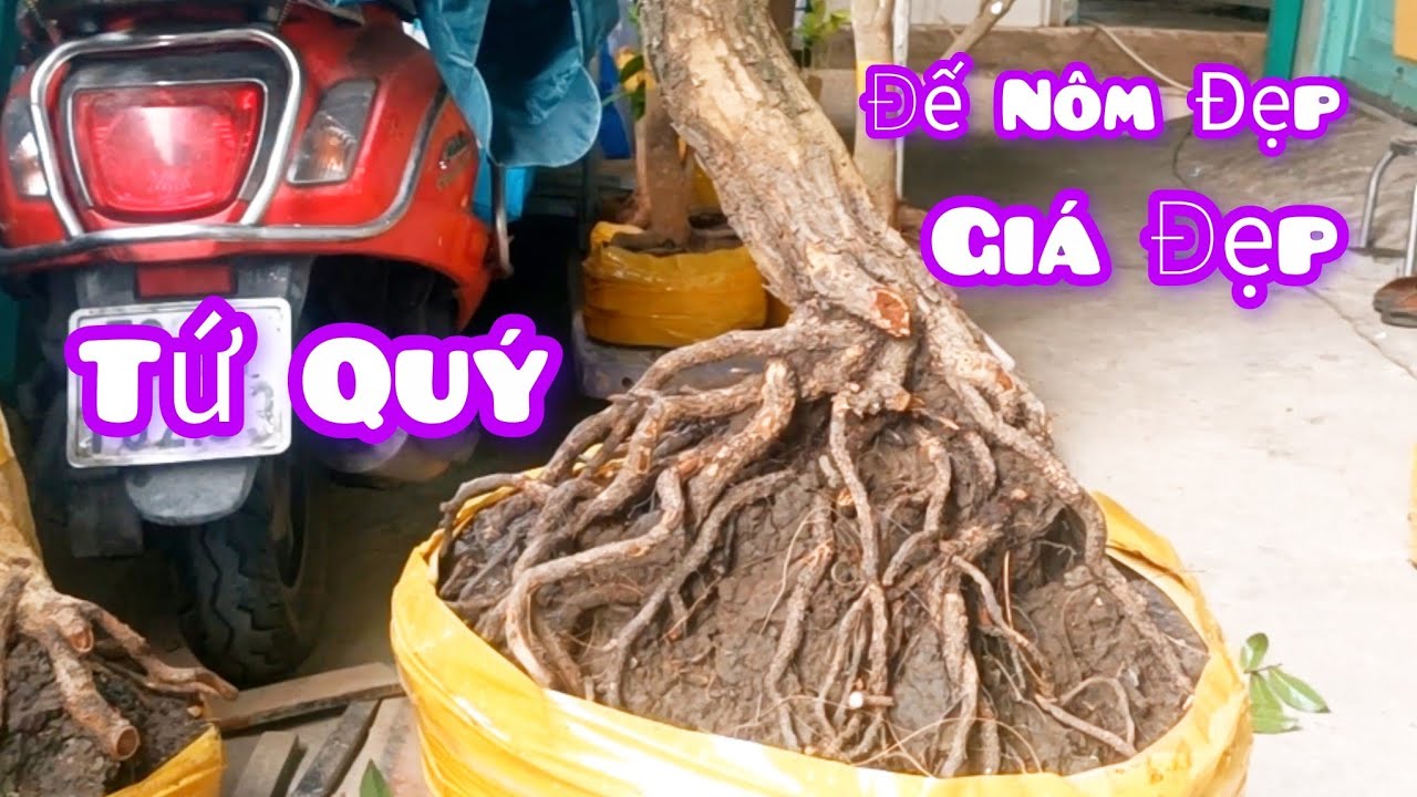 ☎️0938700985 Phôi Đẹp Dáng Đẹp Tứ Quý Đế Víp Ngày 9/3 Giao Lưu Giá Hửu Nghị 