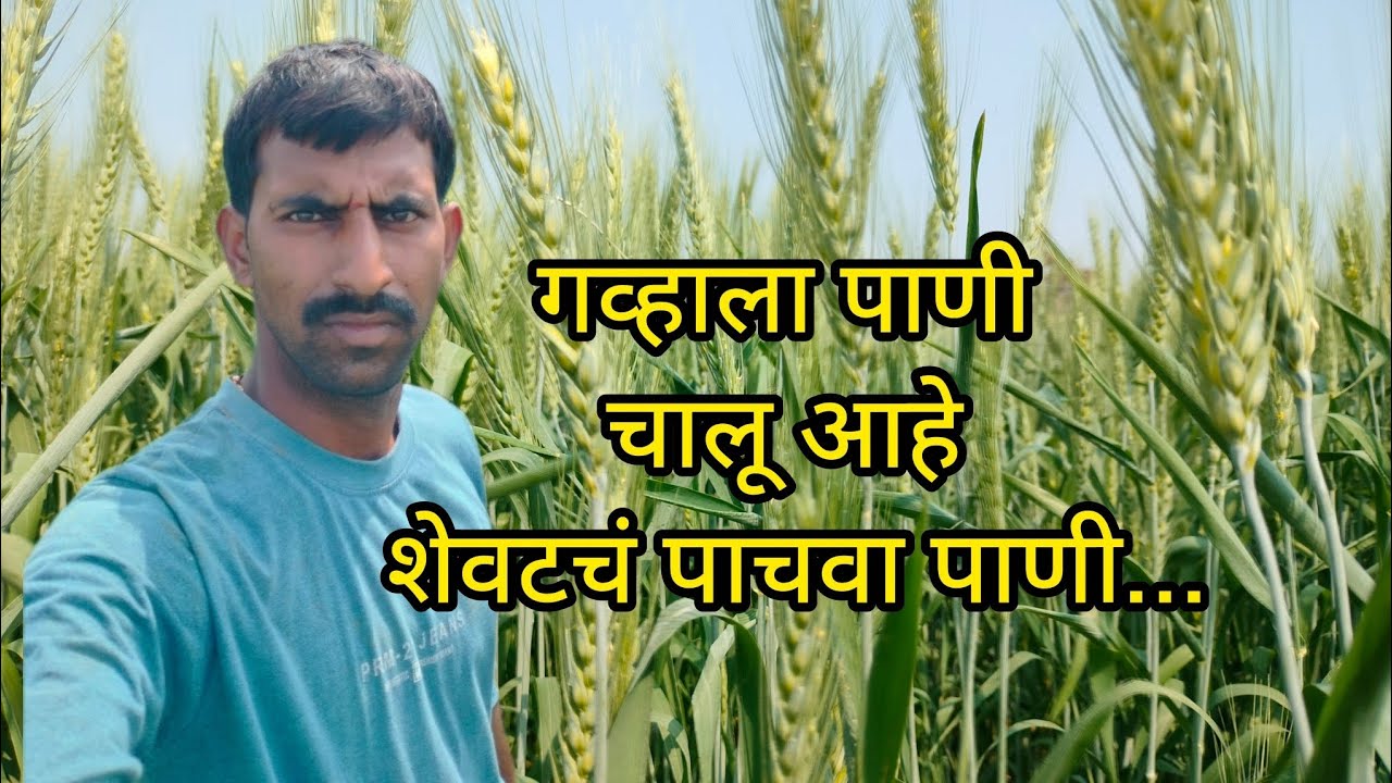 गव्हाला पाणी चालू आहे शेवटचं पाचवा पाणी..