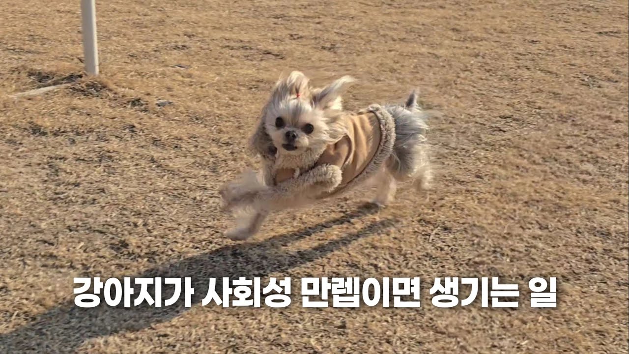 강아지가 사회성 만렙이면 생기는 일