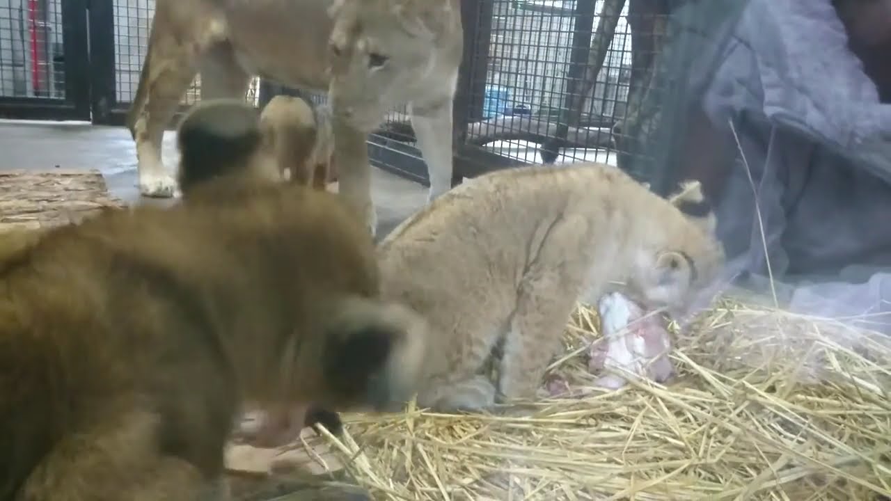 桐生が岡動物園　ライオンの赤ちゃん