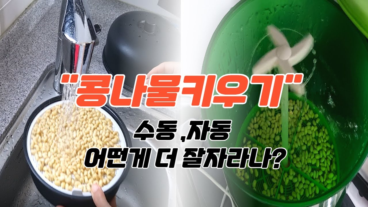 콩나물 키우기 │콩나물 자동 재배기로 키우면 얼마나 더 잘자라나? │콩나물키우기 실패이유