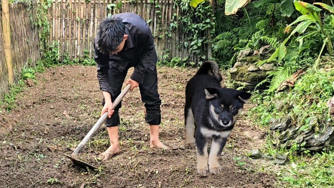 Homeless boy and poor girl grow crops and bathe dogs alone -Homeless Boy