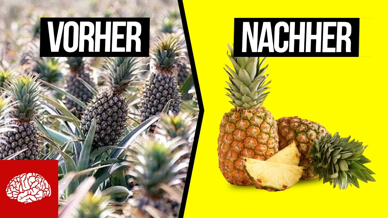 So sieht unser Essen in der Natur aus
