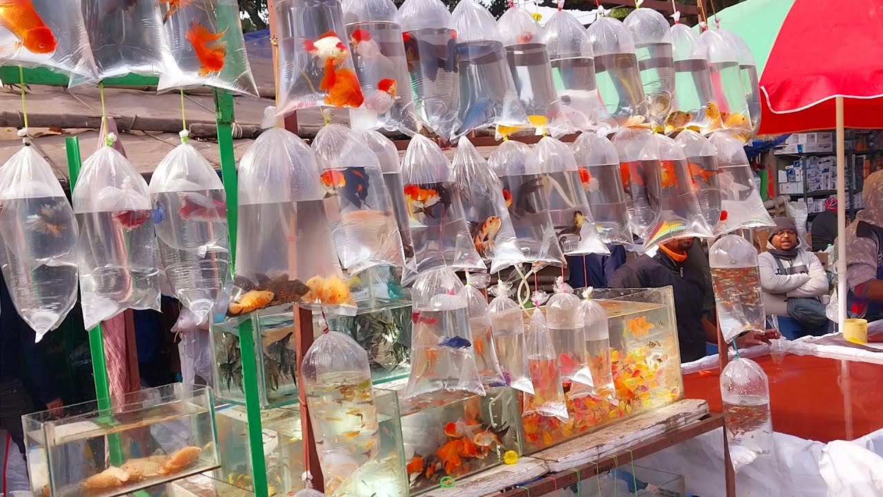 Fish Market | Galiff Street Fish Market Kolkata | Cheapest price | recent aquarium fish price update