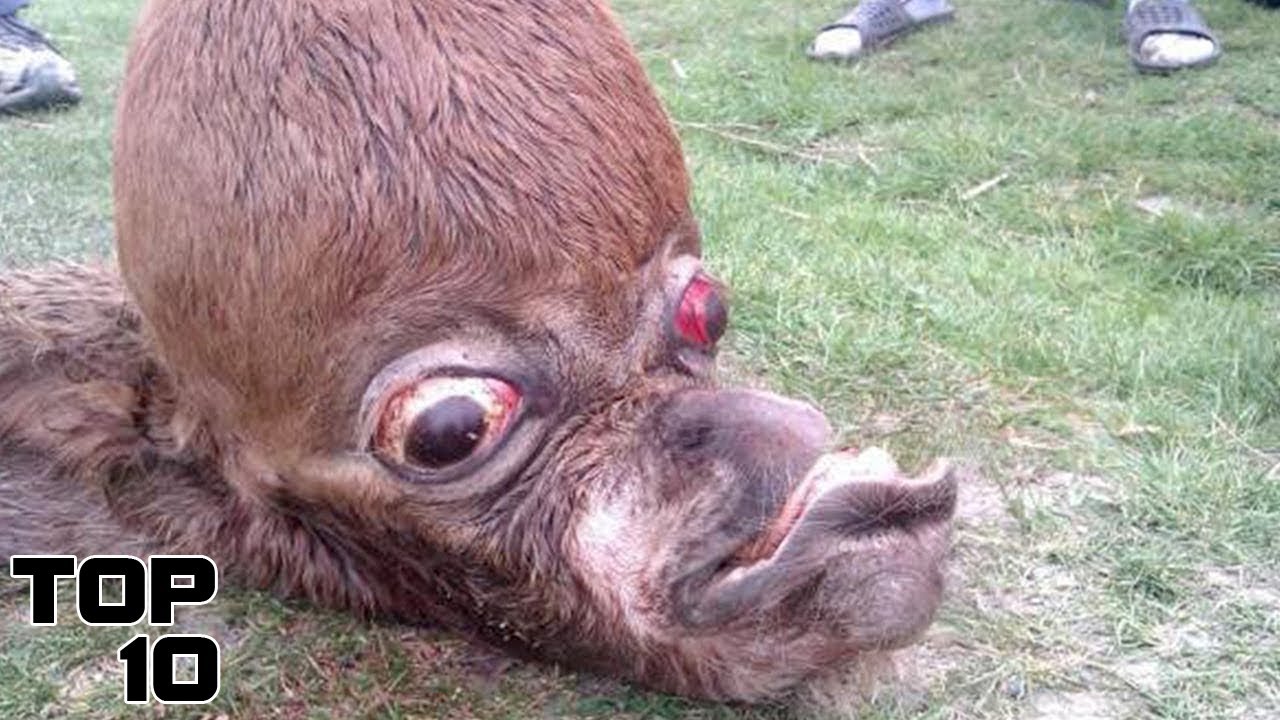 Top 10 Extinct Animals Discovered In Abandoned Places