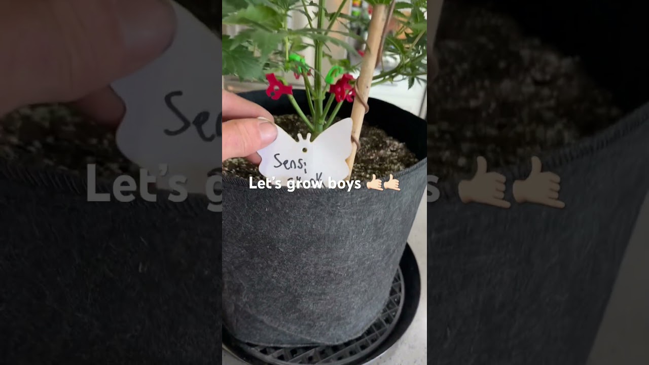 Let&rsquo;s grow boys 🤙🏻#acinfinity #garden #gardening #cannabiscommunity #educational #arizona #like