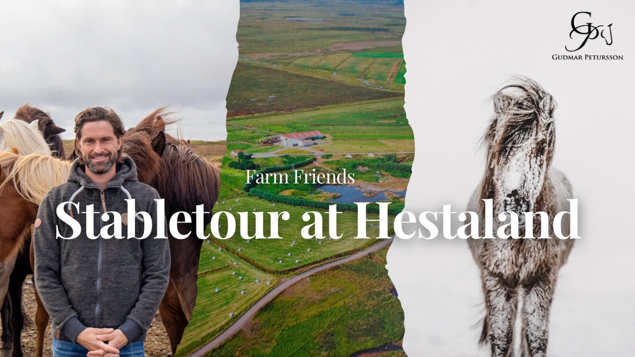 FARM FRIEND: Stabletour at Hestaland, feeding the Icelandic Horses