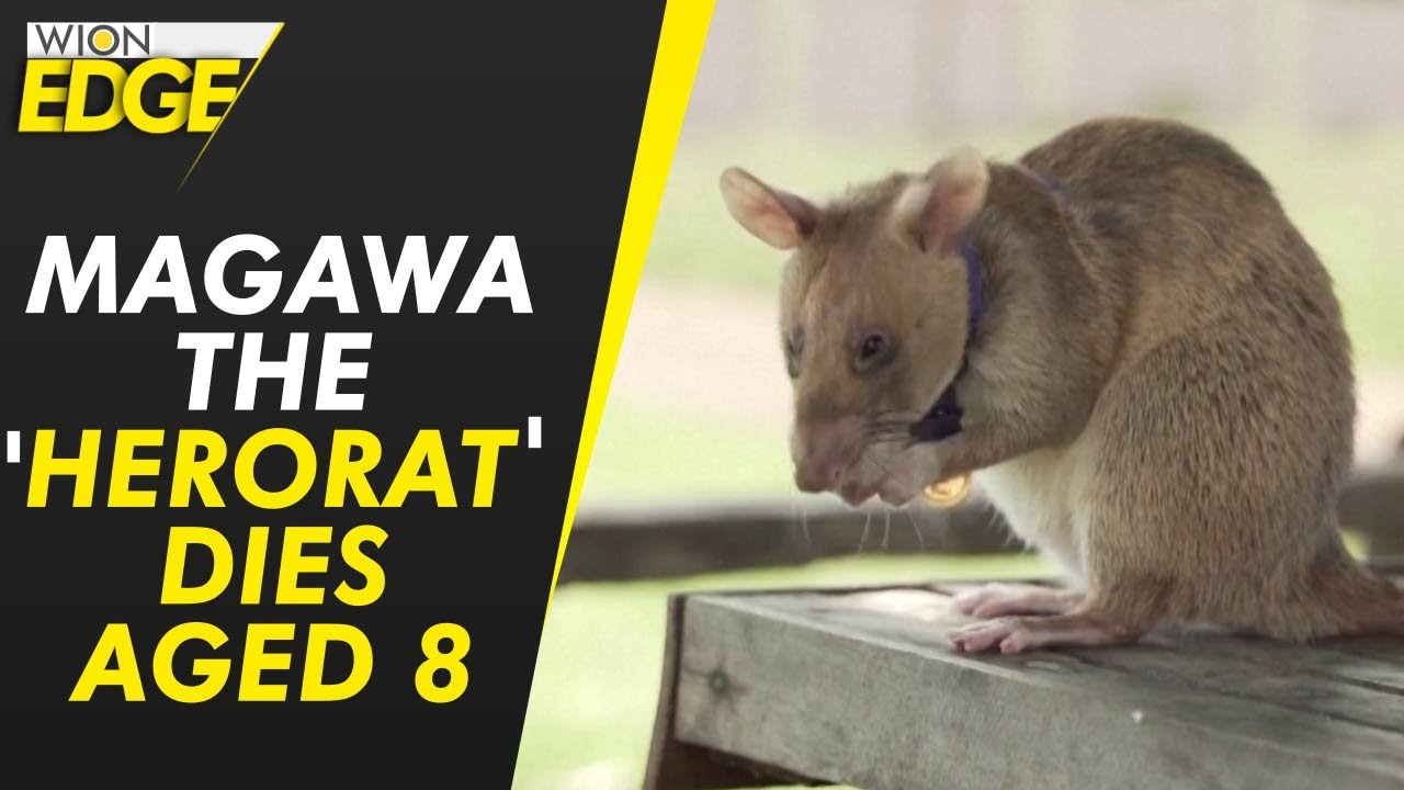 Magawa, the landmine-detecting 