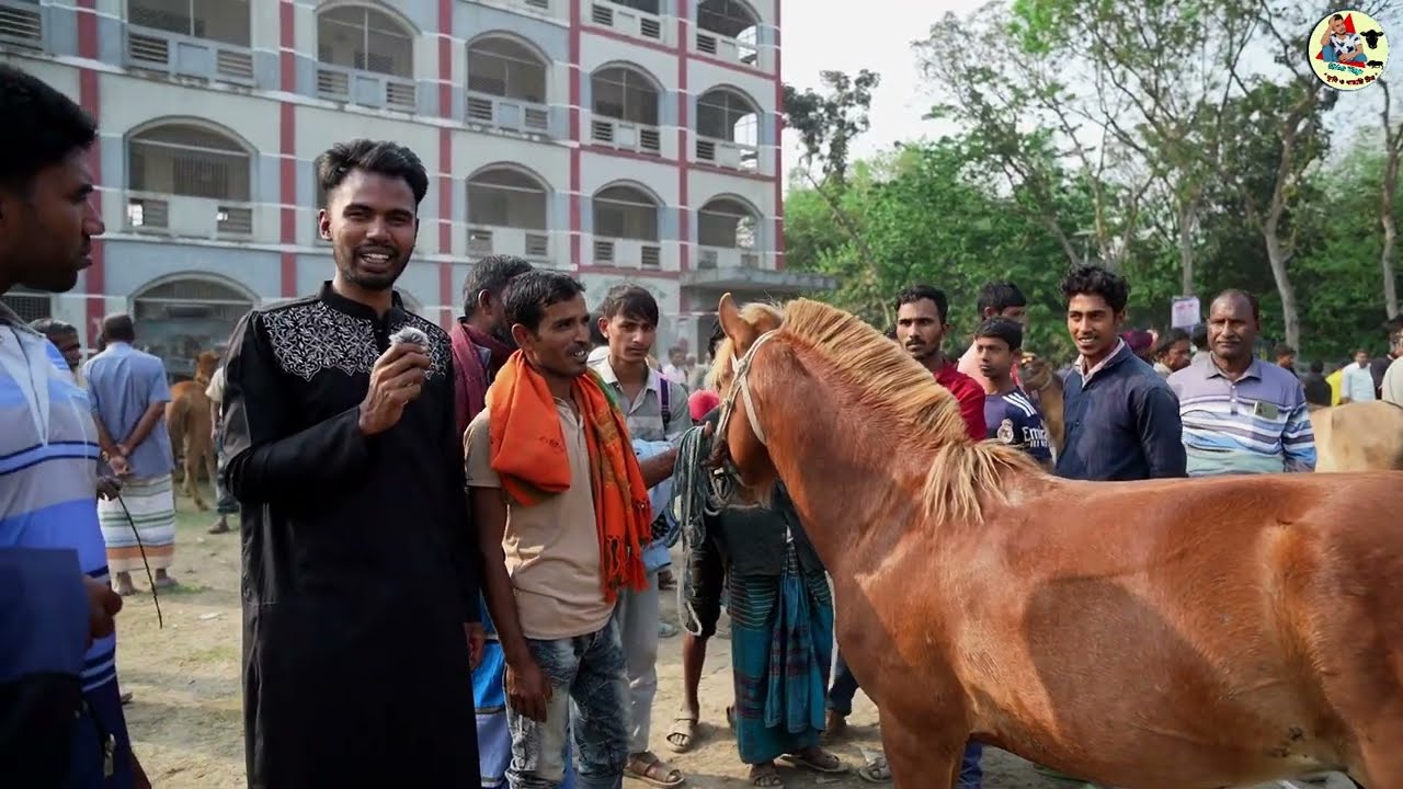 কি আজব কান্ড ৫৫৫ টাকায় ঘোড়া পাওয়া যায় | জামালপুর তুলসীপুর ঘোড়ারহাট | এই সিজনে ছোট ঘোড়া পাওয়া