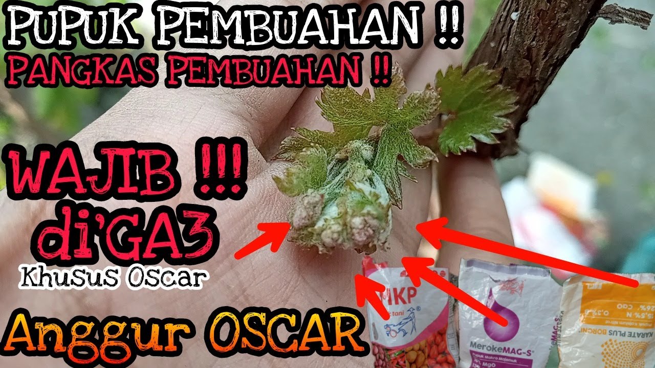 Pangkas Pembuahan Anggur OSCAR & Pupuk Pembuahan Anggur | Update Oscar usia 1 tahun