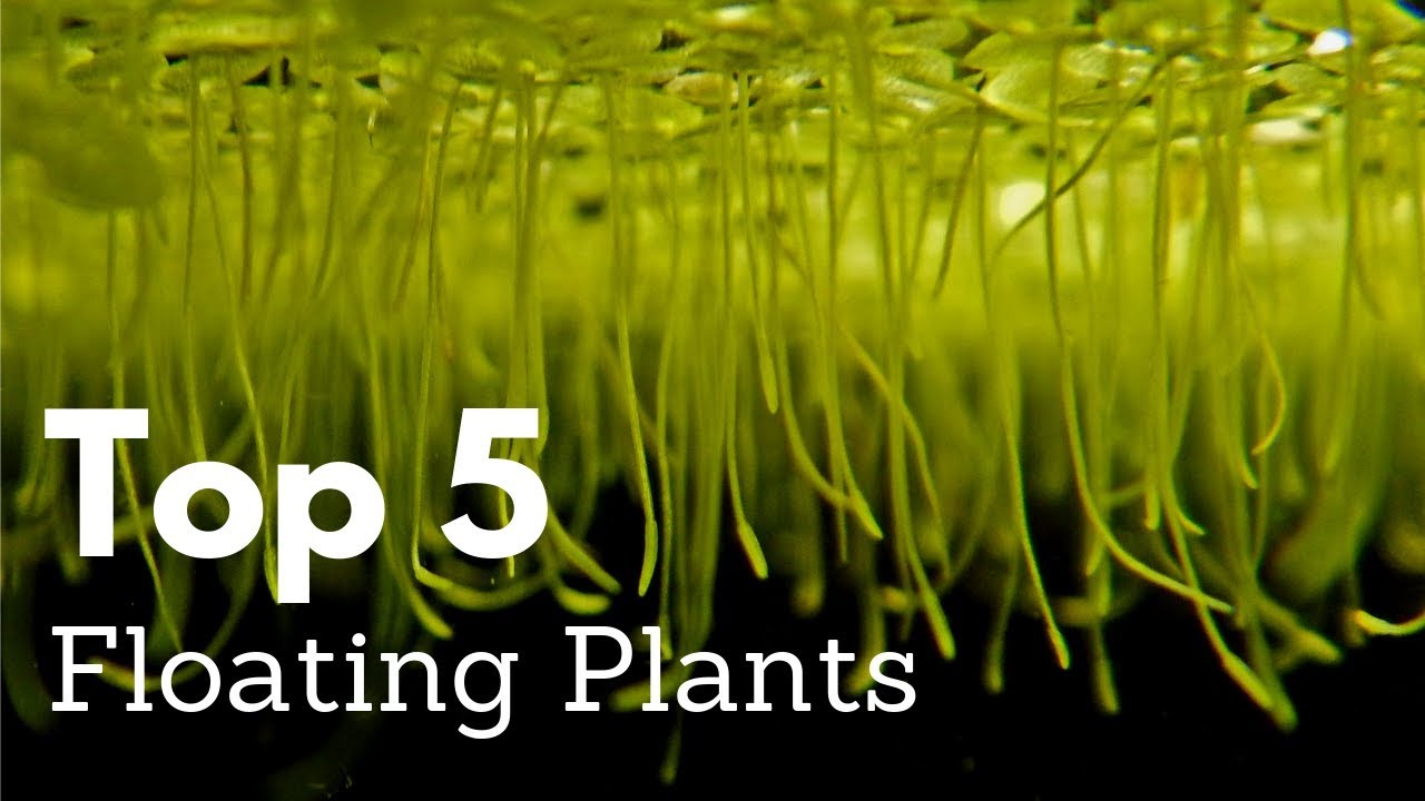 Top 5 Floating Plants for Aquariums