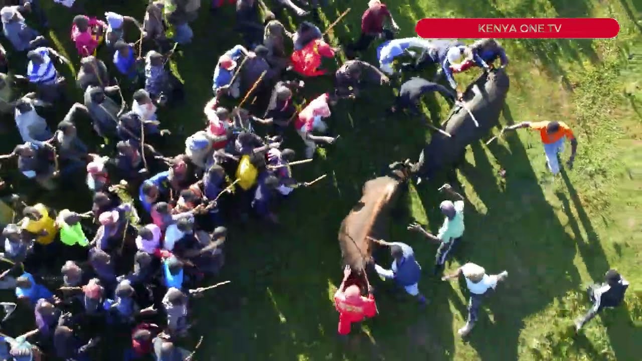 Bullfighting: A Skillful Duel: 540 Emerges Victorious in a 4-Minute Bull Encounter Against TEMBO