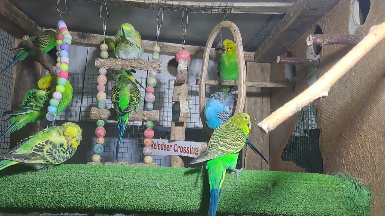 New Moments with Parrots