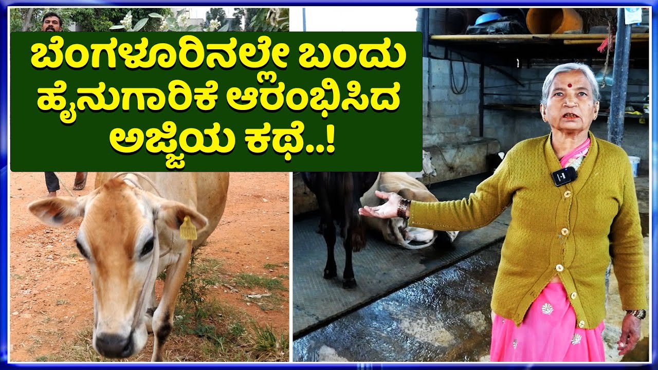 EP-01 ಹಸುಗಳಿಂದಲೇ ಅಭಿವೃದ್ಧಿ ಕಂಡ ಅಜ್ಜಿ || Successful dairy farming IN Bangalore
