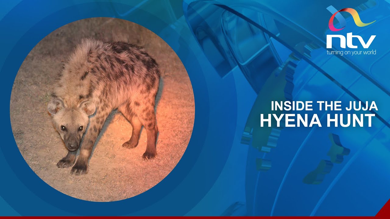 Kiambu: KWS steps up a massive operation to capture, relocate marauding hyenas in Juja