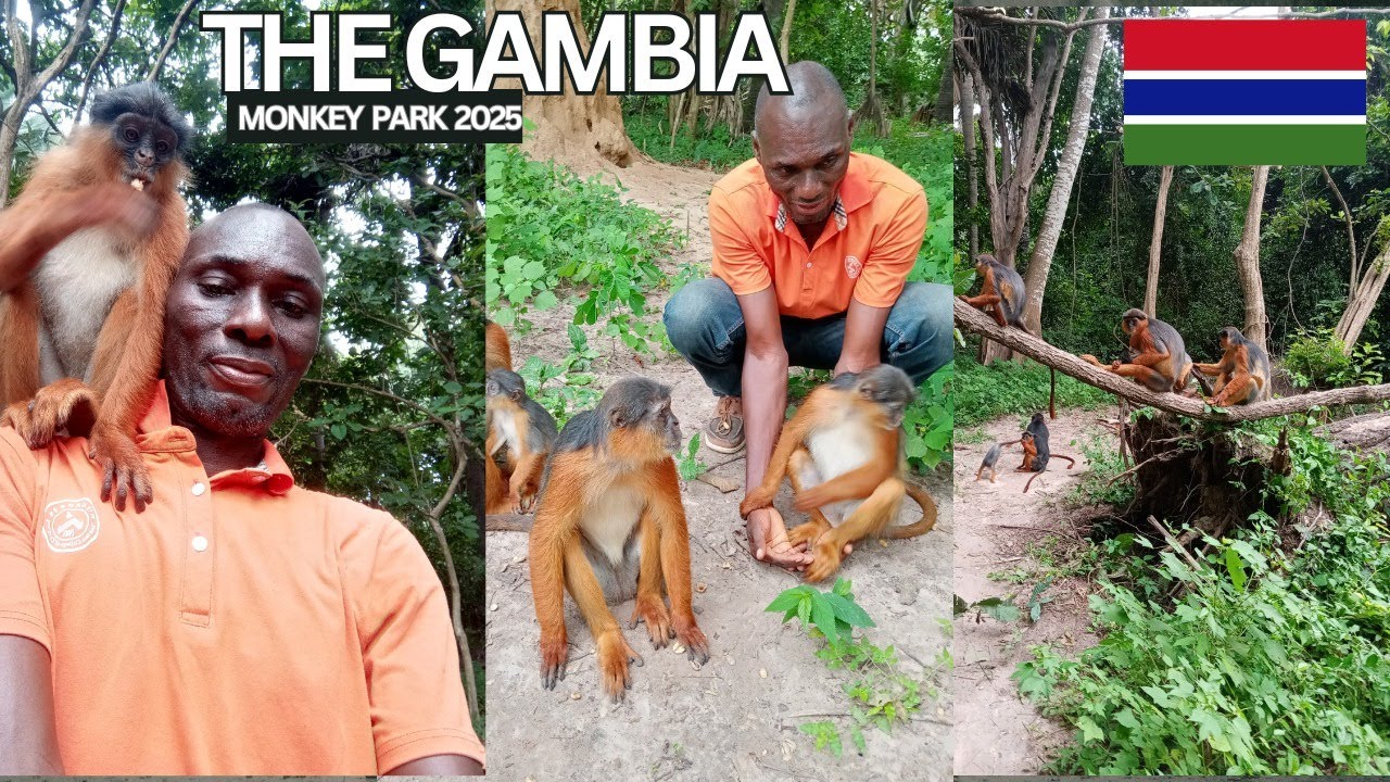 The Gambia, monkey park, bijilo forest park 2025