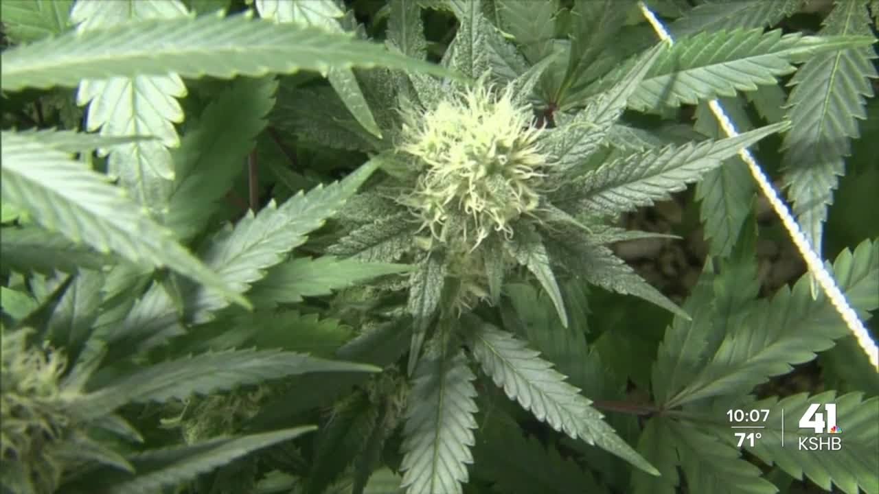KCK mayor hopes new program can help those charged in marijuana cases