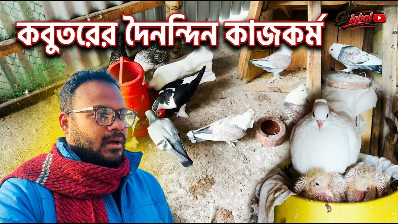 কবুতরের দিন ও পবিত্র শবে বরাত | village vlog