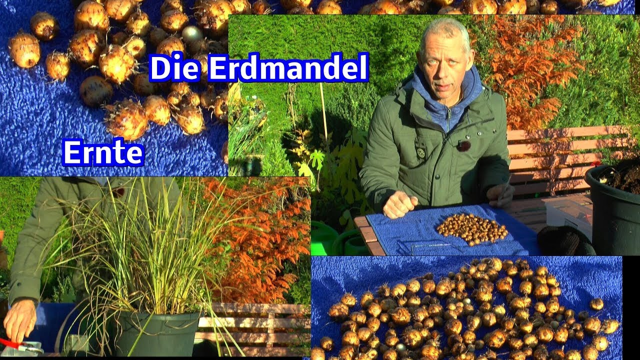 Im Garten / Erdmandel Ernte und anderes im Garten sehen