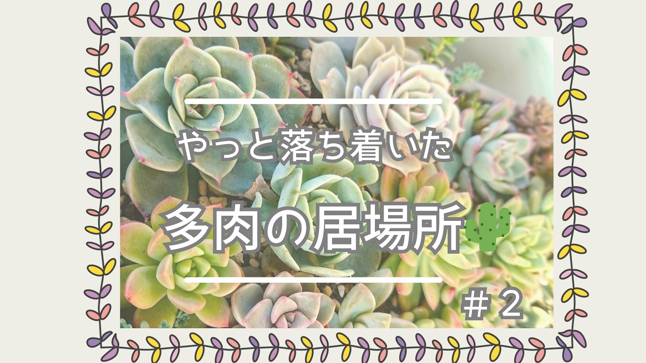 多肉植物の育て場所　我が家のベランダ多肉と葉挿しの様子