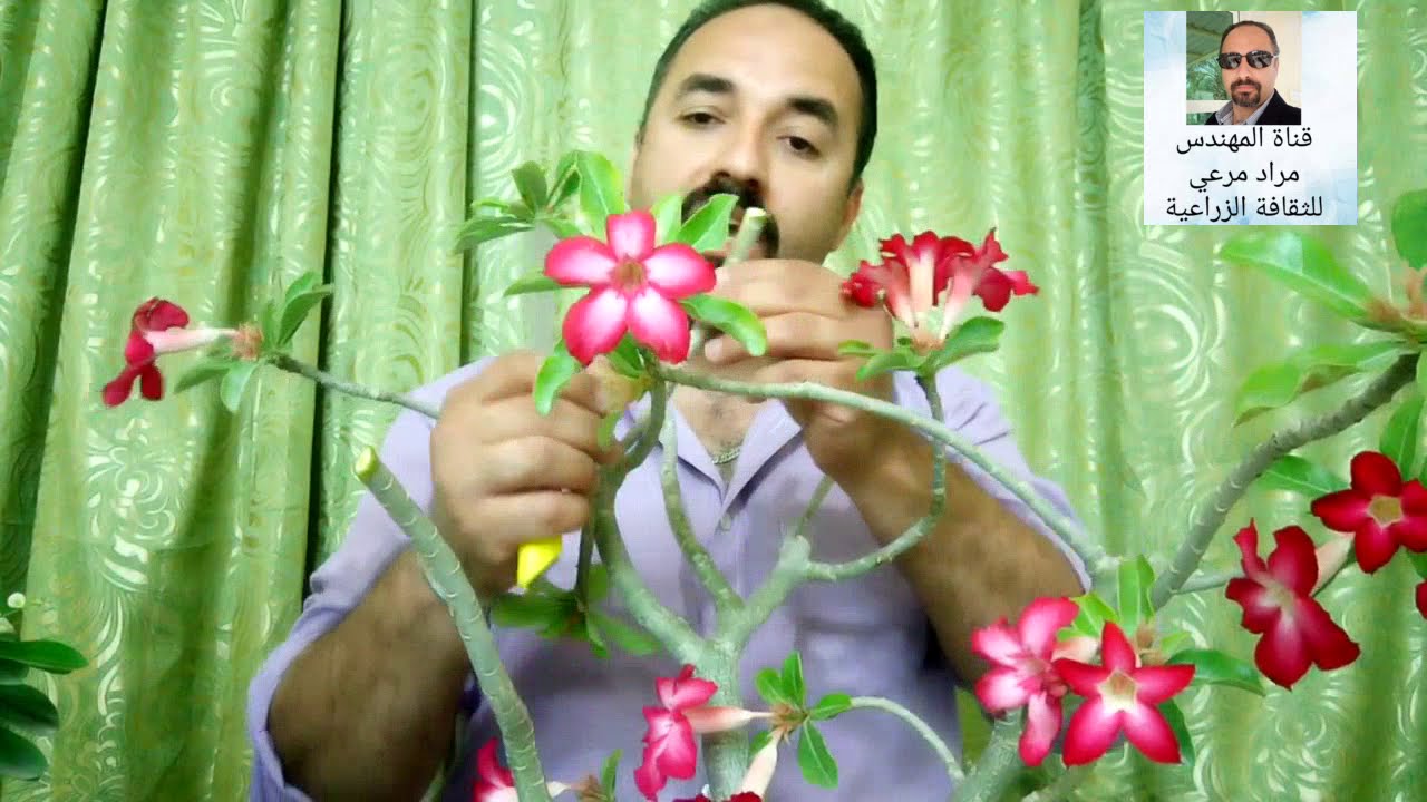 شوكة المسيح و الادنيم طرق تكاثر بالعقلة والبذرة  Euphorbia milii حلقة 18