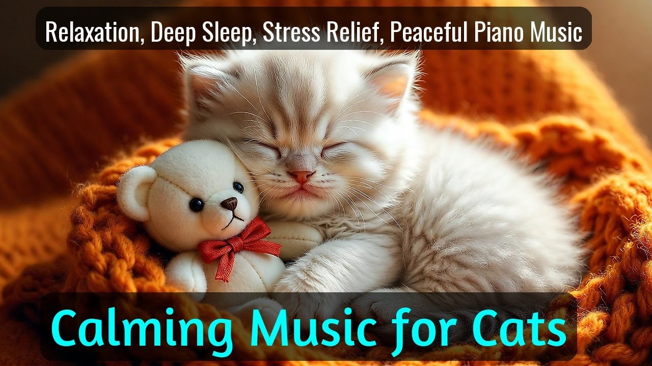 LIVE 🐱 Rainy Night Lofi for Cat Relaxation 🌧️ | Season 39