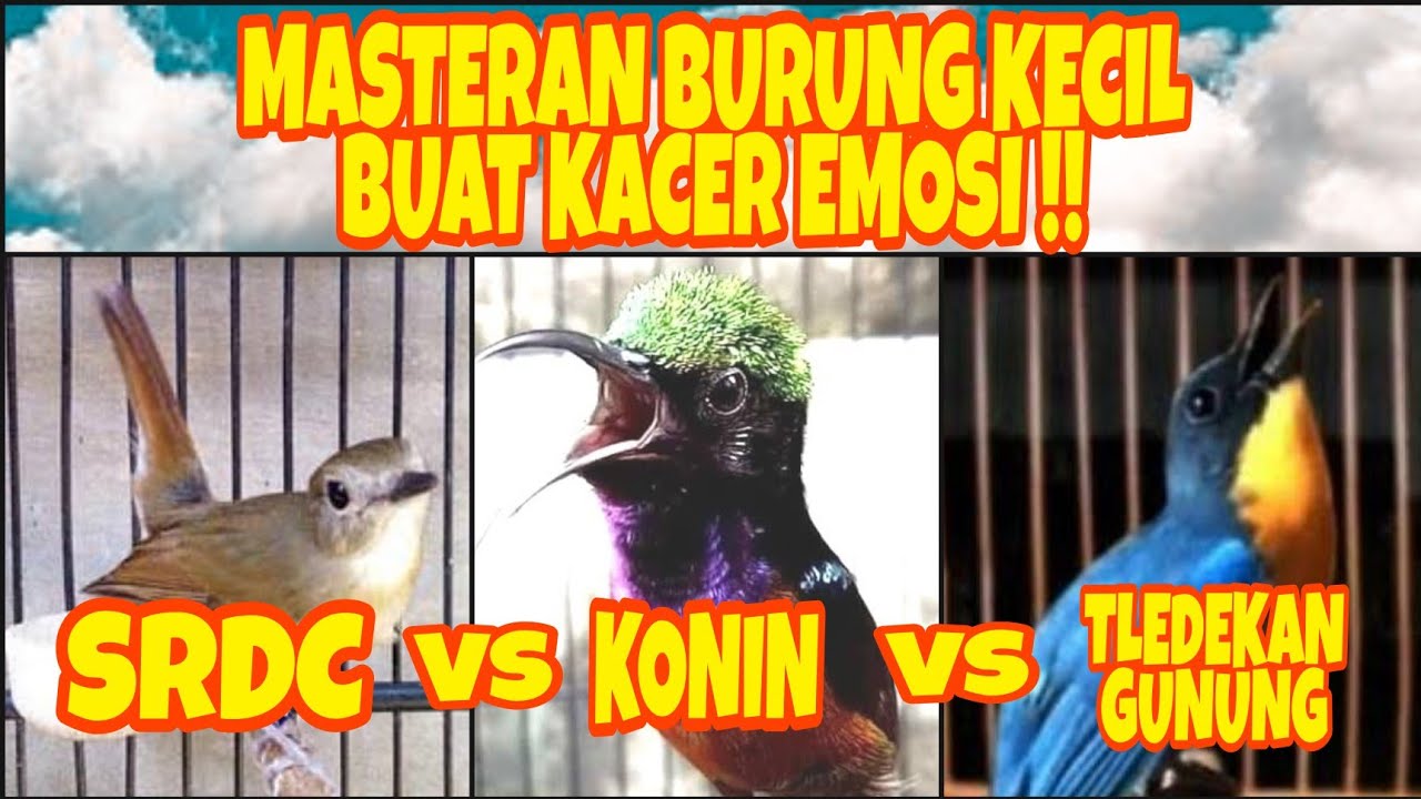 MASTERAN BURUNG KECIL INI CEPAT MEMANCING EMOSI KACER GACOR!