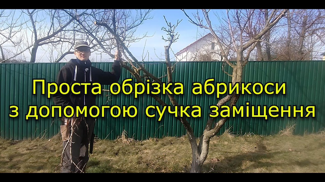 Щорічна господарська обрізка абрикоси