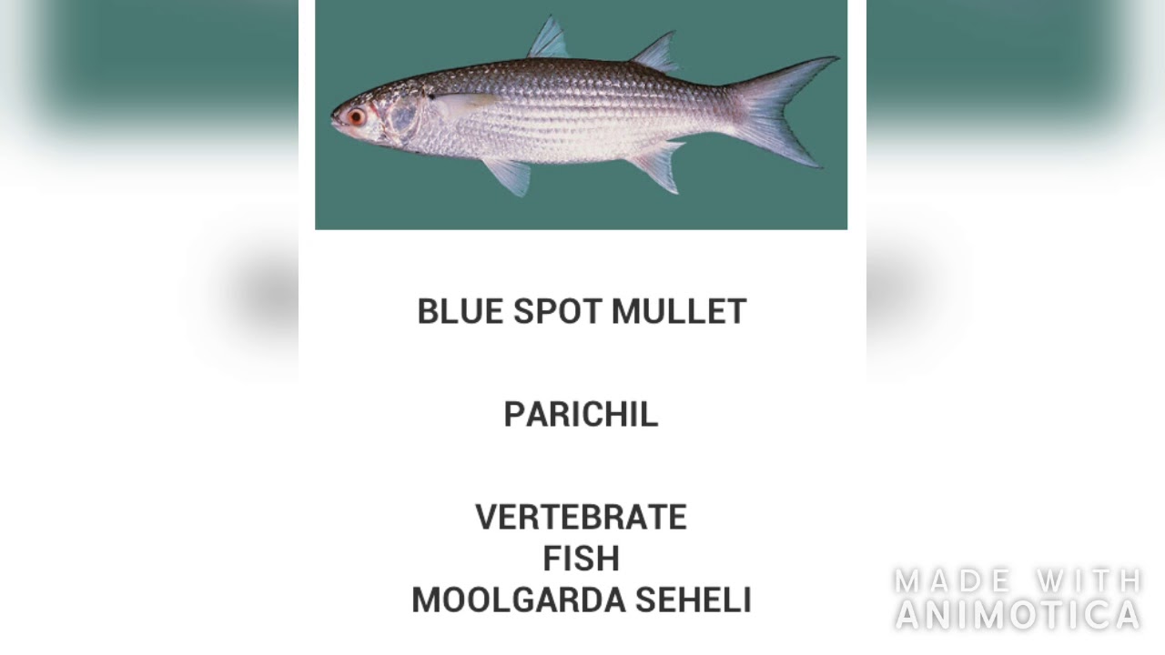 Fishes of Kerala