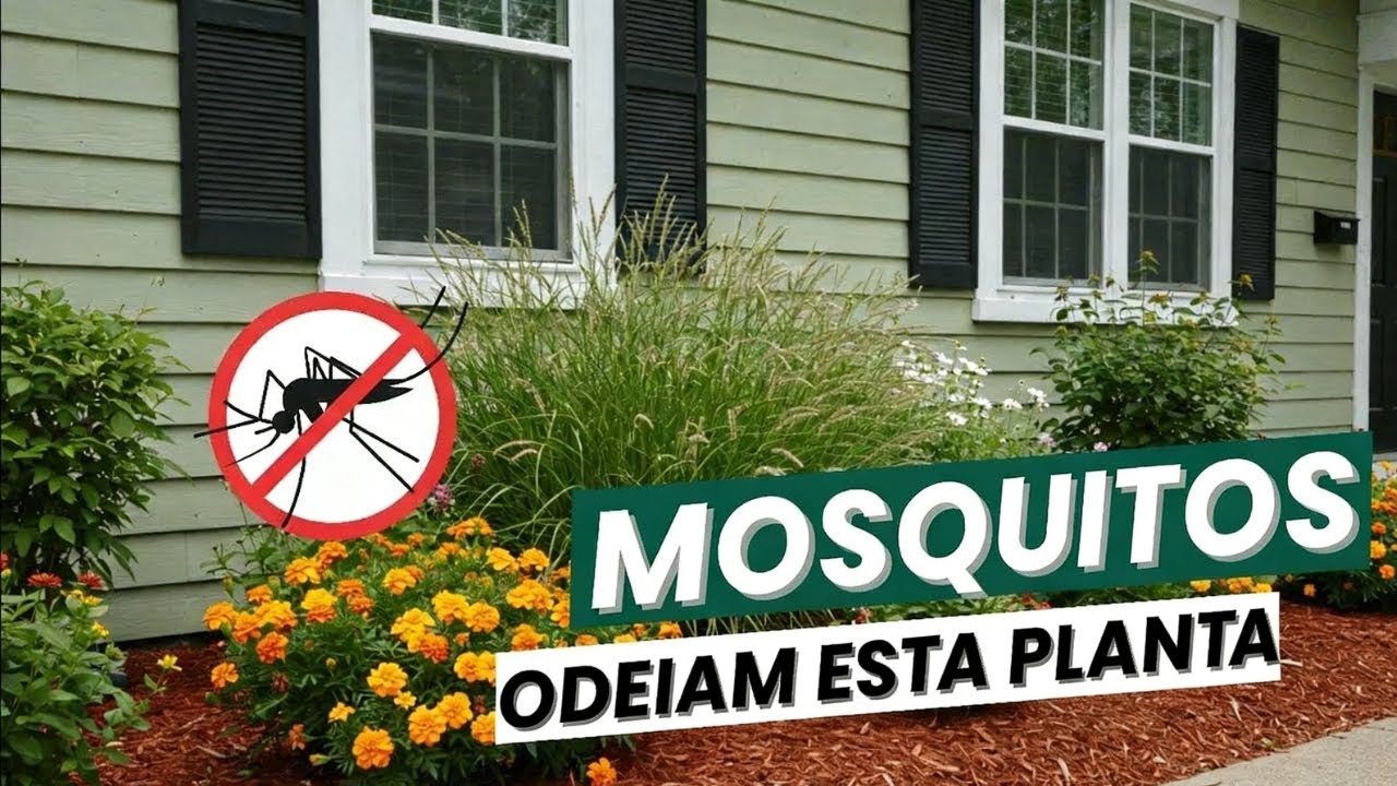 7 Plantas que Afastam Mosquitos do seu Jardim Agora Mesmo!