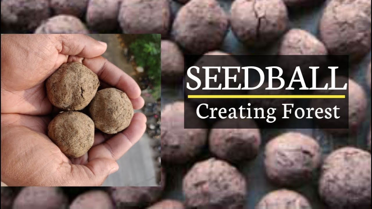 How To Make Seed balls & Seed Bombs Simple, Quick (Hindi)